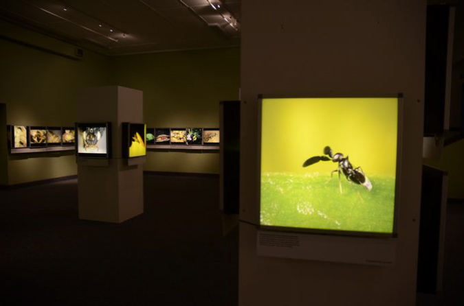 Wasp_exhibition__DSC3479